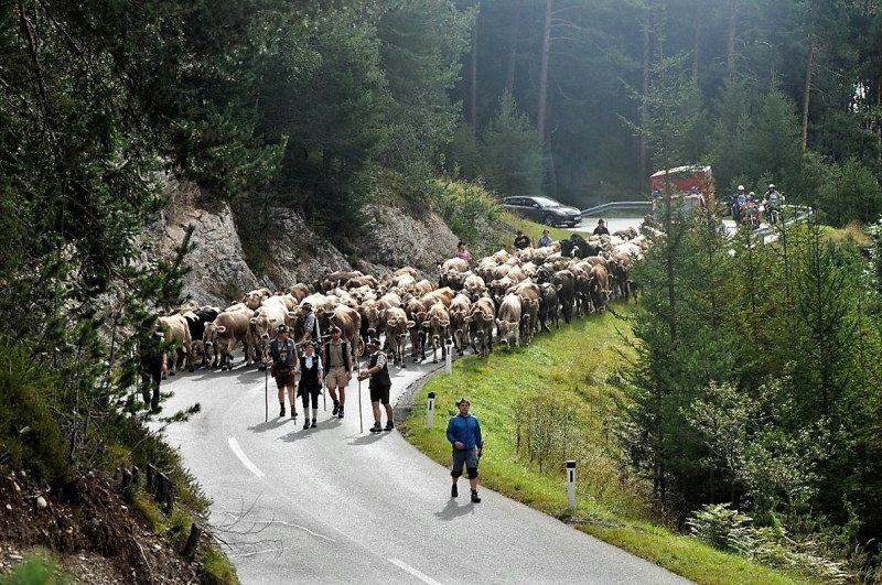 Kalenderblatt 15. Sept. 2012 – Almabtrieb Feldernalm