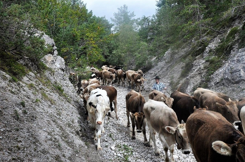 Kalenderblatt 15. Sept. 2012 – Almabtrieb Feldernalm