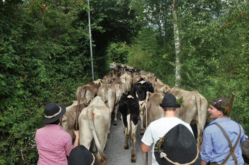 Kalenderblatt 15. Sept. 2012 – Almabtrieb Feldernalm