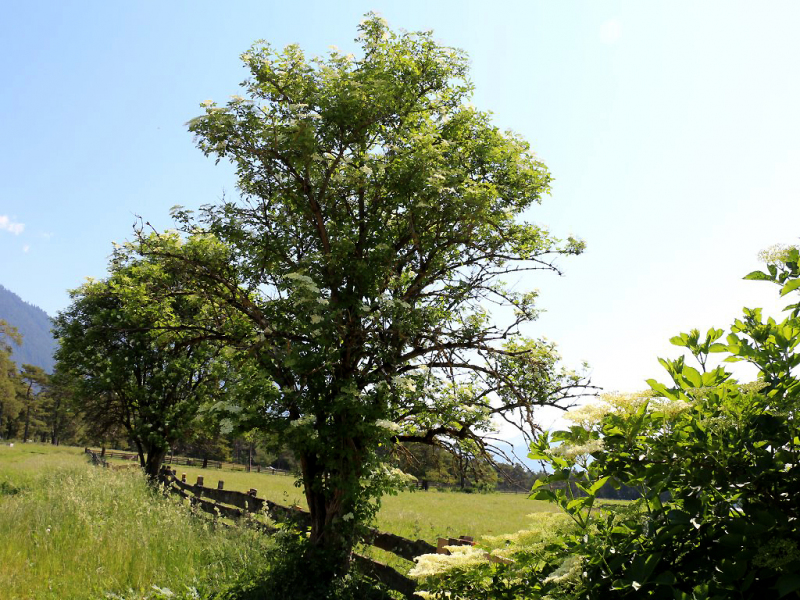 Kinderstube Natur – vom Vorberg auf die Feldereralpe