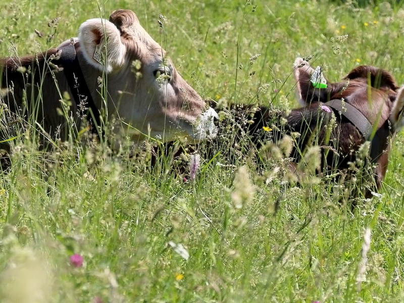 Kinderstube Natur – vom Vorberg auf die Feldereralpe