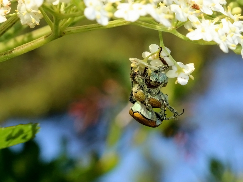 Kinderstube Natur – vom Vorberg auf die Feldereralpe