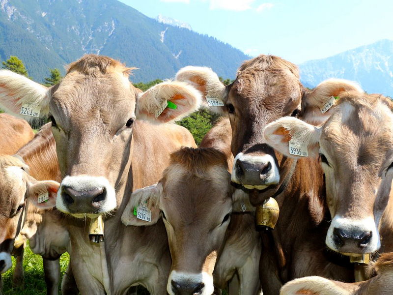 Kinderstube Natur – vom Vorberg auf die Feldereralpe