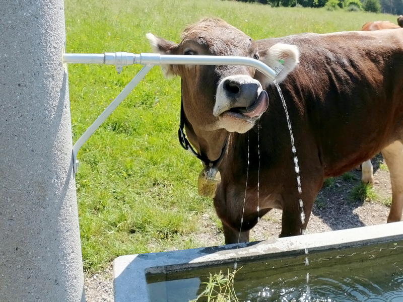 Kinderstube Natur – vom Vorberg auf die Feldereralpe
