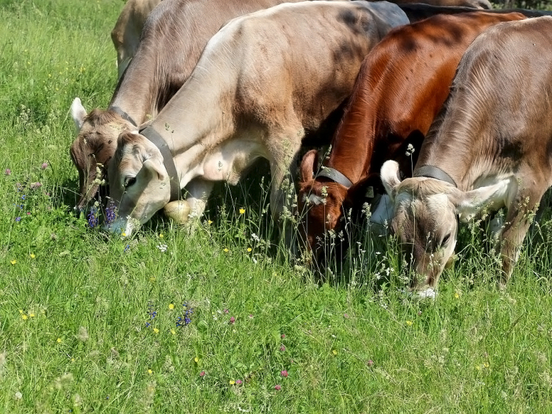 Kinderstube Natur – vom Vorberg auf die Feldereralpe