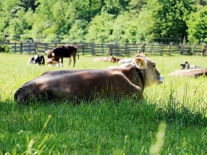 Kinderstube Natur – vom Vorberg auf die Feldereralpe