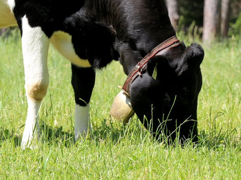 Kinderstube Natur – vom Vorberg auf die Feldereralpe
