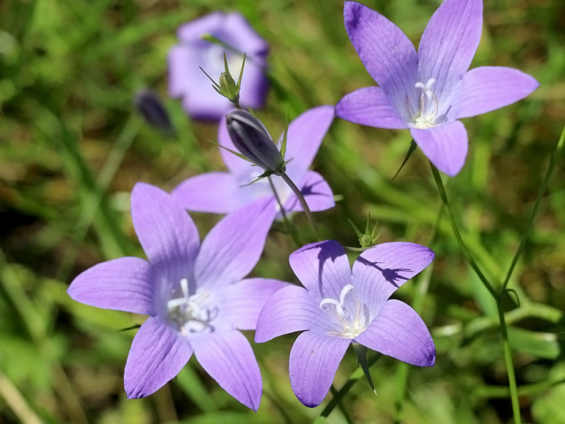 Kinderstube Natur – vom Vorberg auf die Feldereralpe