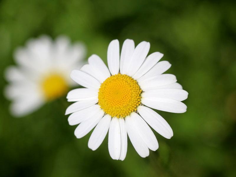 Kinderstube Natur – vom Vorberg auf die Feldereralpe