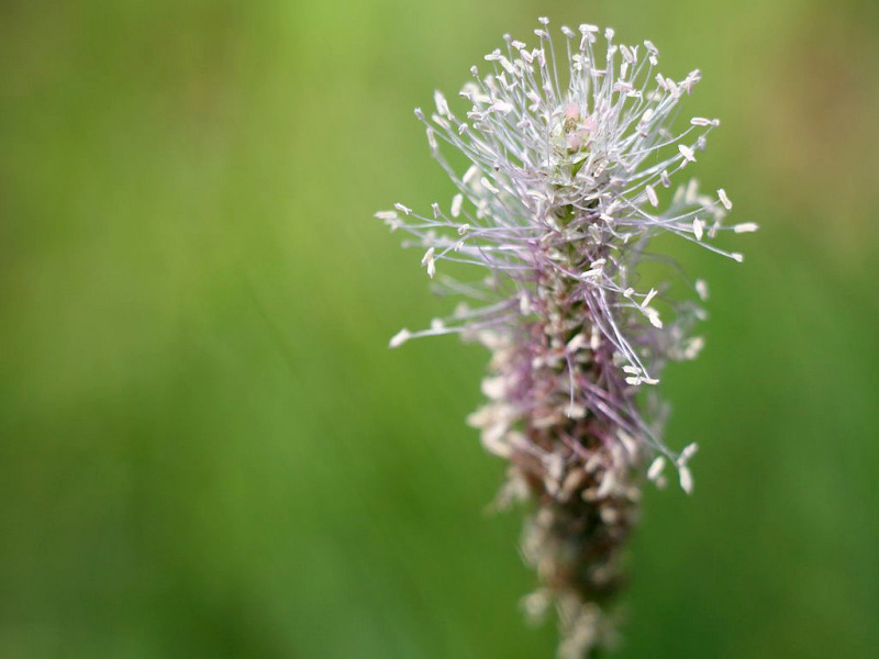 Kinderstube Natur – vom Vorberg auf die Feldereralpe