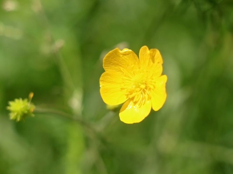 Kinderstube Natur – vom Vorberg auf die Feldereralpe