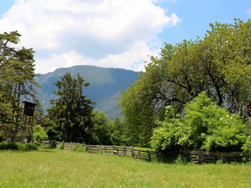 Kinderstube Natur – vom Vorberg auf die Feldereralpe