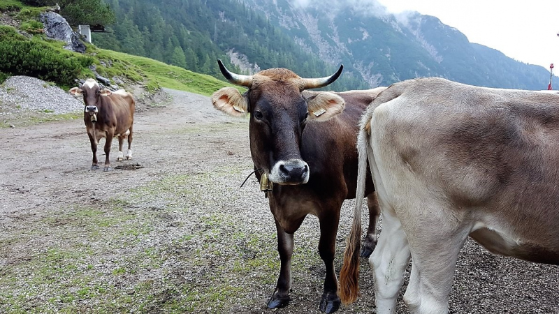 Marienberg Alm – Besuch beim neuen Hüttenwirt