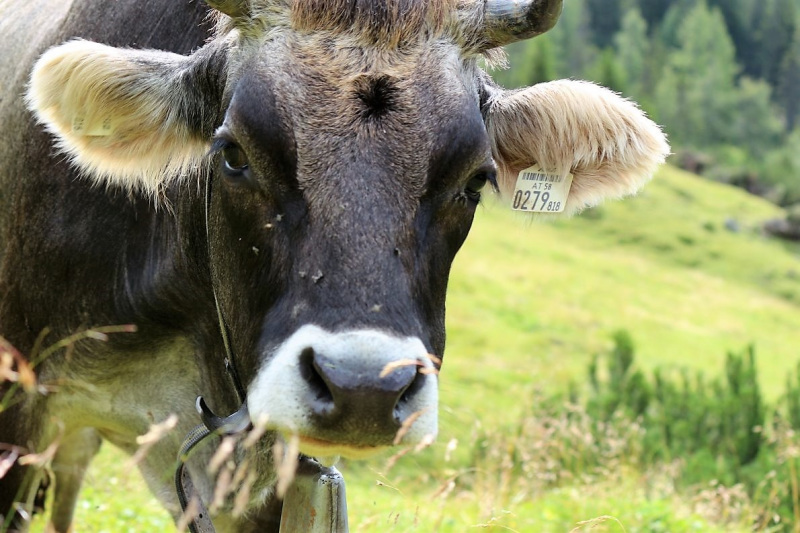 Marienbergfest auf der „4-Hauben-Alm“