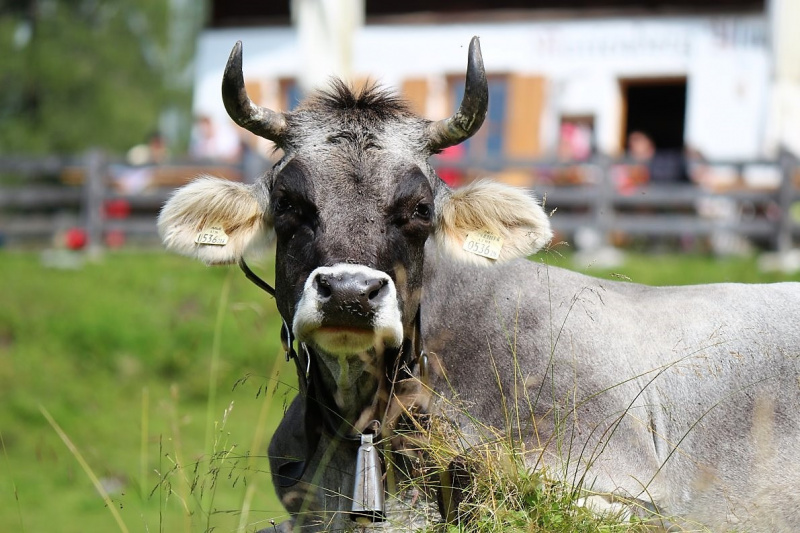 Marienbergfest auf der „4-Hauben-Alm“