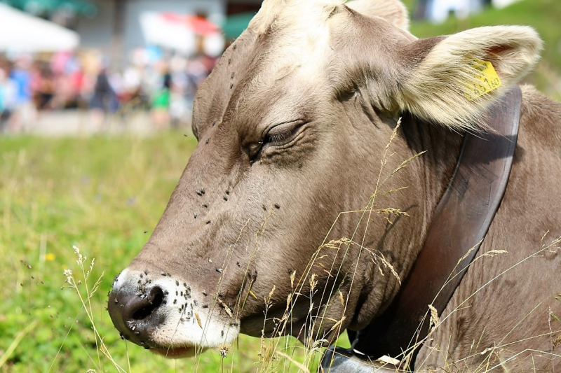 Marienbergfest auf der „4-Hauben-Alm“