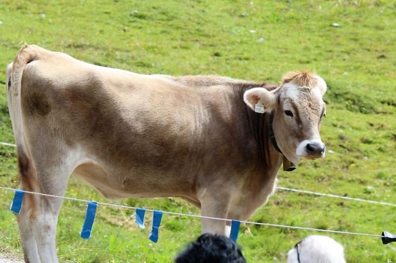 Marienbergfest auf der „4-Hauben-Alm“