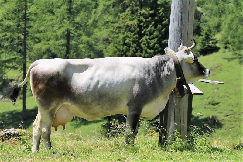 Marienbergjoch – Hochwasserschäden werden beseitigt