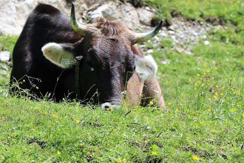 Marienbergjoch – Hochwasserschäden werden beseitigt