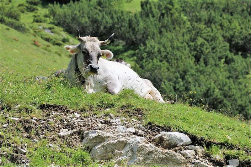 Marienbergjoch – Hochwasserschäden werden beseitigt