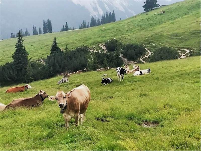 Feldernalm-Nachricht – „wir melken, buttern, machen Graukas“