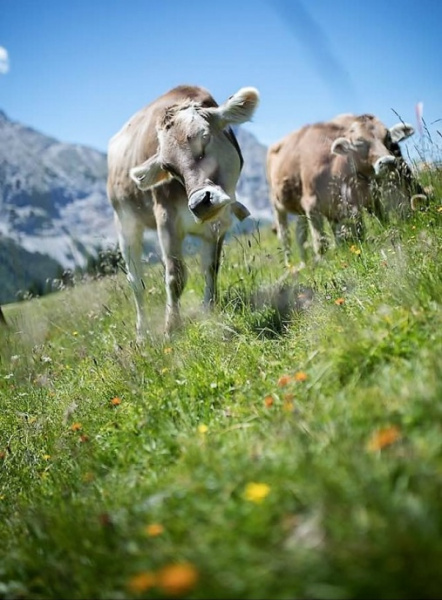Feldernalm-Nachricht – „wir melken, buttern, machen Graukas“