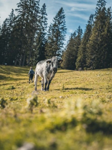 Sammelstelle unterhalb der alten Feldernalm
