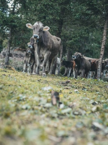 Sammelstelle unterhalb der alten Feldernalm