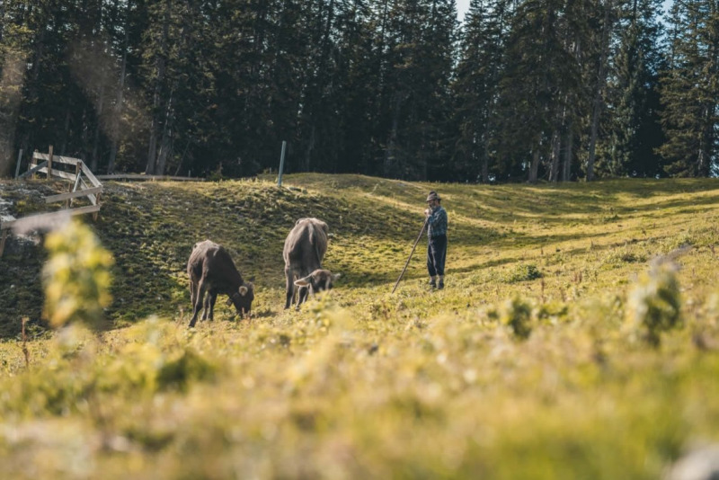Sammelstelle unterhalb der alten Feldernalm