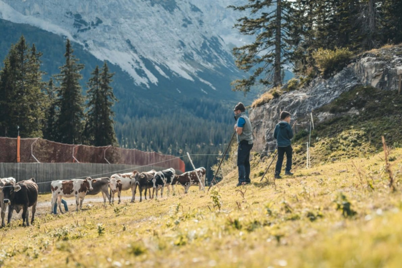 Sammelstelle unterhalb der alten Feldernalm
