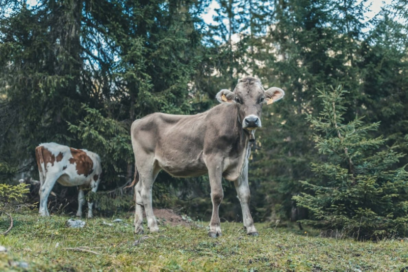 Sammelstelle unterhalb der alten Feldernalm