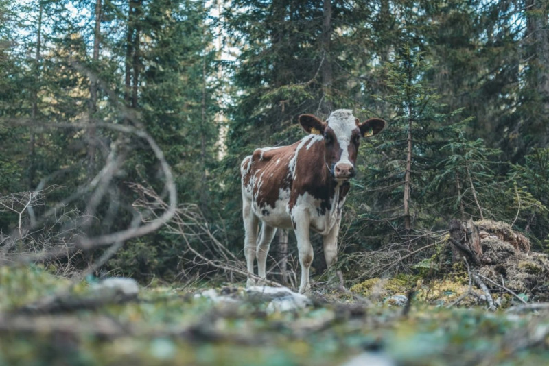 Sammelstelle unterhalb der alten Feldernalm