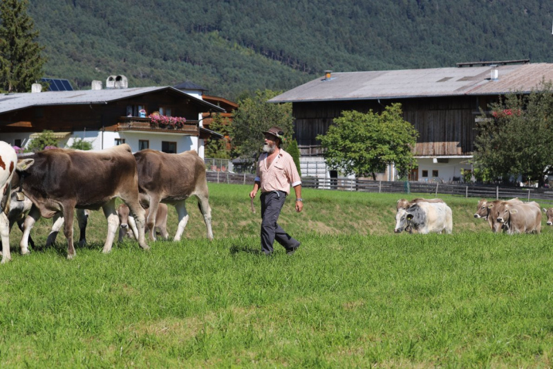 Nahaufnahme Feldernalmabtrieb – 35 Kilometer Fußweg