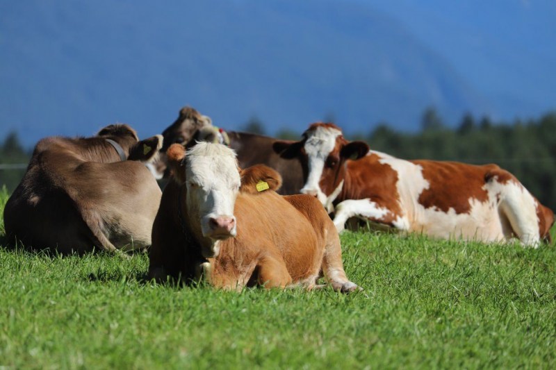Nahaufnahme Feldernalmabtrieb – 35 Kilometer Fußweg