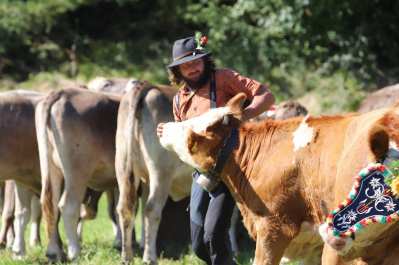 Nahaufnahme Feldernalmabtrieb – 35 Kilometer Fußweg