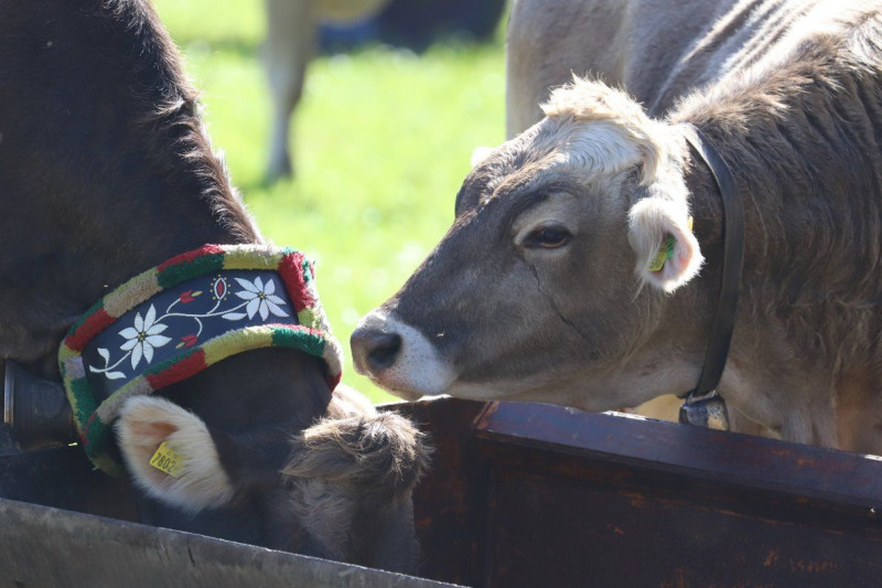 Nahaufnahme Feldernalmabtrieb – 35 Kilometer Fußweg