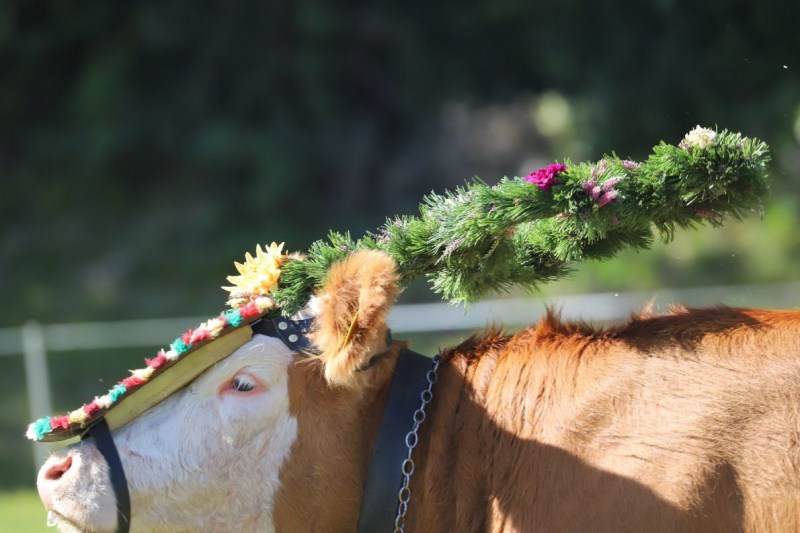 Nahaufnahme Feldernalmabtrieb – 35 Kilometer Fußweg