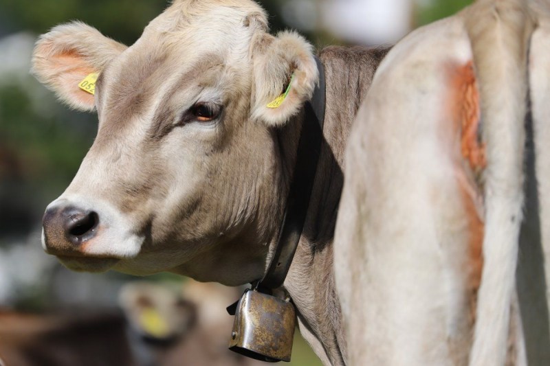Nahaufnahme Feldernalmabtrieb – 35 Kilometer Fußweg