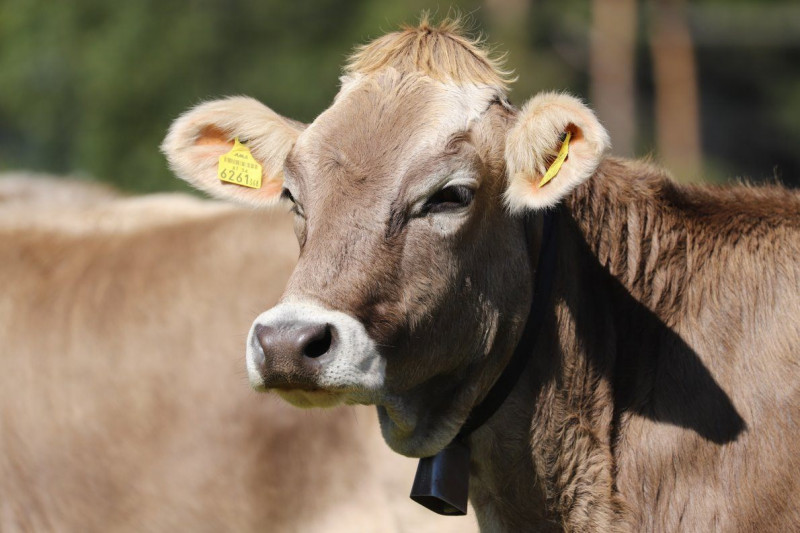 Nahaufnahme Feldernalmabtrieb – 35 Kilometer Fußweg