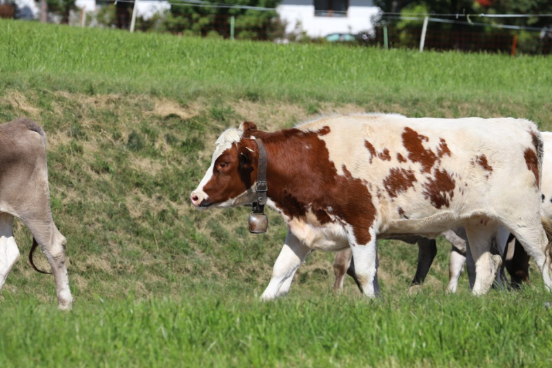 Nahaufnahme Feldernalmabtrieb – 35 Kilometer Fußweg