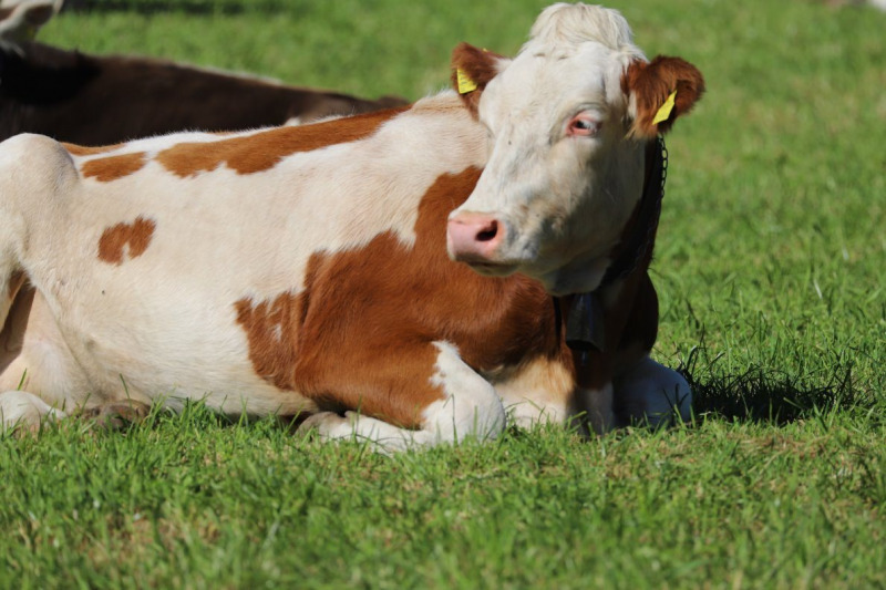 Nahaufnahme Feldernalmabtrieb – 35 Kilometer Fußweg