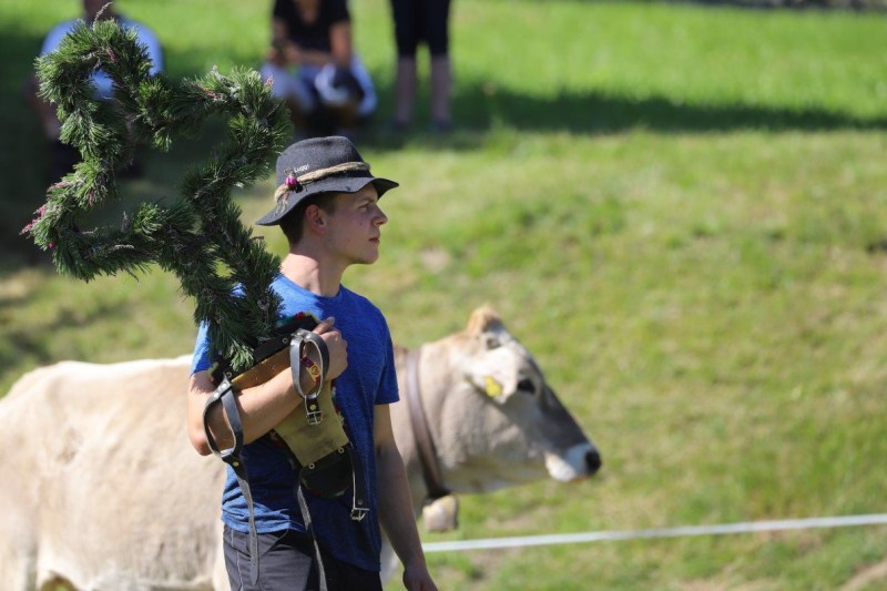 Nahaufnahme Feldernalmabtrieb – 35 Kilometer Fußweg