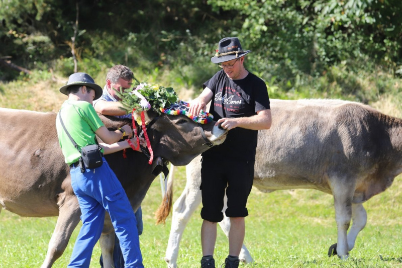 Nahaufnahme Feldernalmabtrieb – 35 Kilometer Fußweg