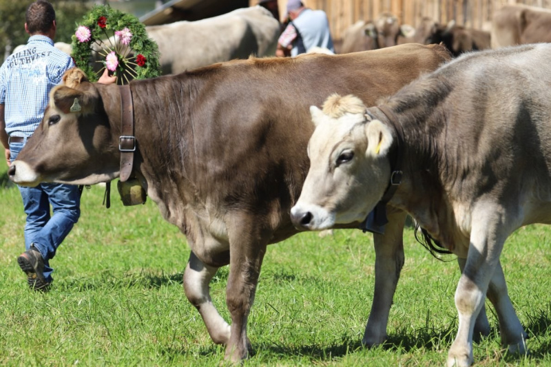 Nahaufnahme Feldernalmabtrieb – 35 Kilometer Fußweg