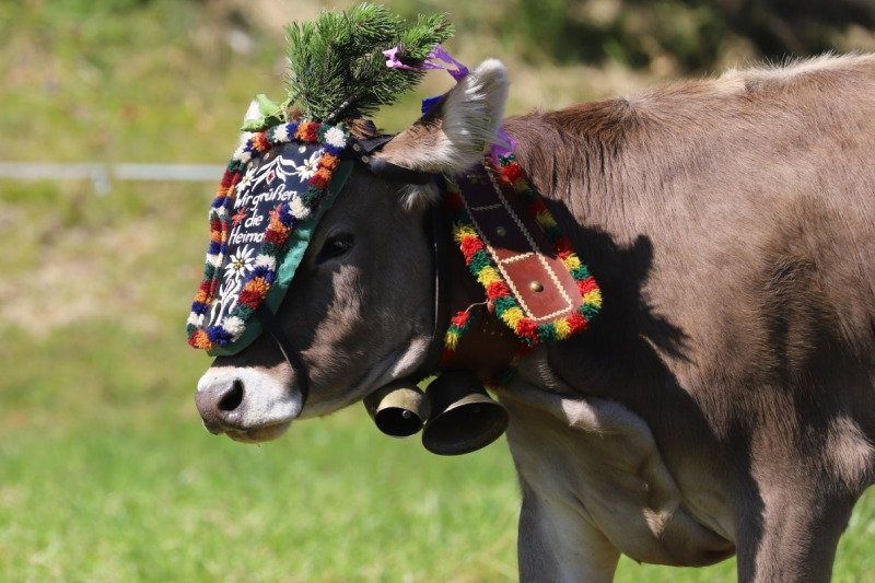Nahaufnahme Feldernalmabtrieb – 35 Kilometer Fußweg