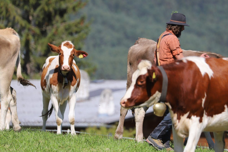 Nahaufnahme Feldernalmabtrieb – 35 Kilometer Fußweg