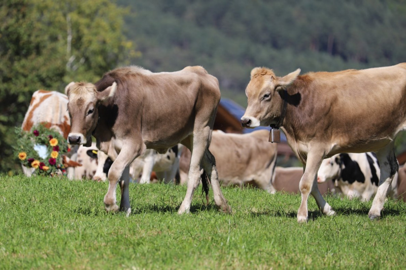 Nahaufnahme Feldernalmabtrieb – 35 Kilometer Fußweg
