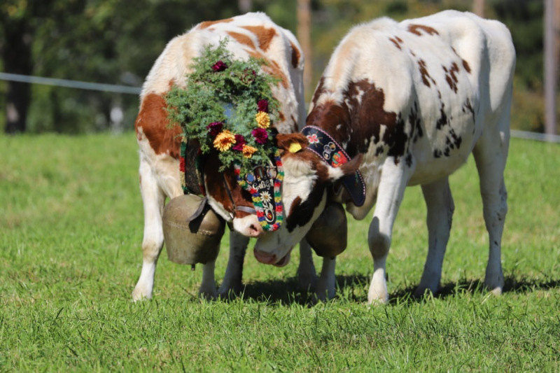 Nahaufnahme Feldernalmabtrieb – 35 Kilometer Fußweg