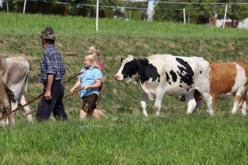 Nahaufnahme Feldernalmabtrieb – 35 Kilometer Fußweg