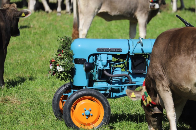 Nahaufnahme Feldernalmabtrieb – 35 Kilometer FußwegNahaufnahme Feldernalmabtrieb – 35 Kilometer Fußweg